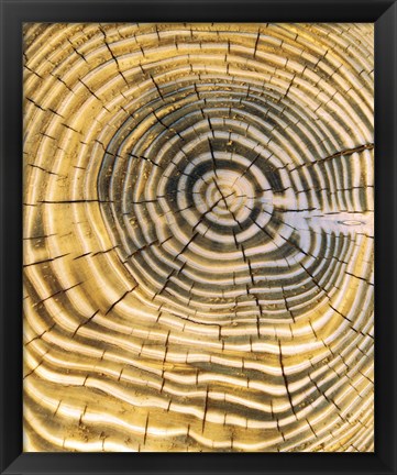 Framed Age Rings of Tree Trunk Print