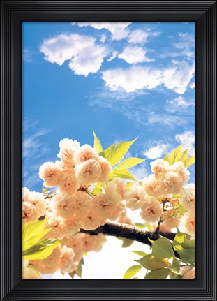 Framed Blossoms against Sky Print