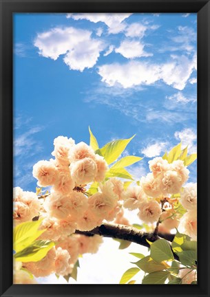 Framed Blossoms against Sky Print