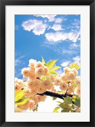 Framed Blossoms against Sky Print