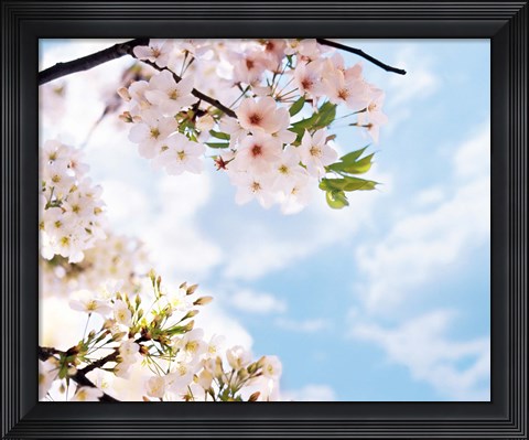 Framed Blossoms against Sky, Selective Focus Print