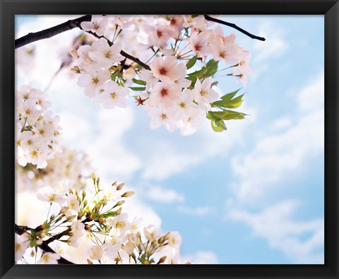 Framed Blossoms against Sky, Selective Focus Print