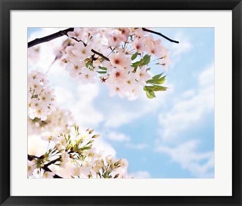 Framed Blossoms against Sky, Selective Focus Print