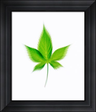 Framed Star Shaped Green Leaf On Beige Background Print