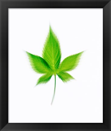 Framed Star Shaped Green Leaf On Beige Background Print