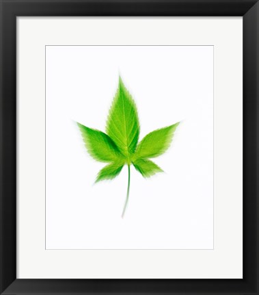 Framed Star Shaped Green Leaf On Beige Background Print