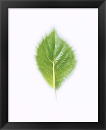 Framed Green Leaf on Beige Background Print