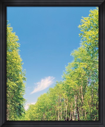 Framed Trees Projected against Blue Sky Print