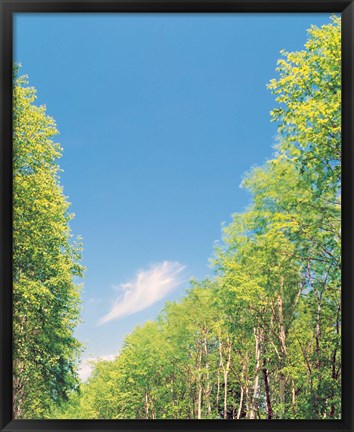 Framed Trees Projected against Blue Sky Print