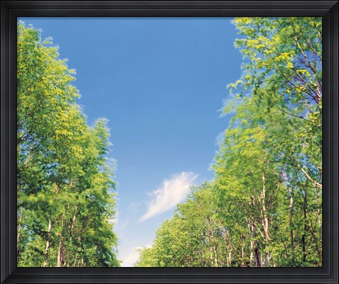Framed View of Trees against Blue Sky Print