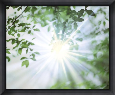 Framed Sun Shining Through Leaves, Lens Flare Print