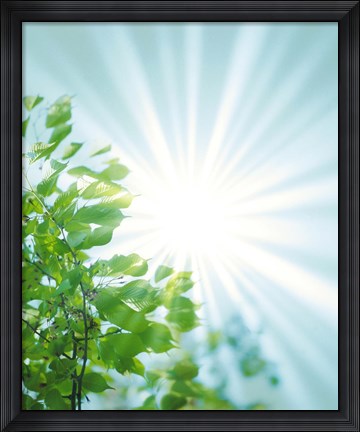 Framed Sun Shining Through Leaves Print