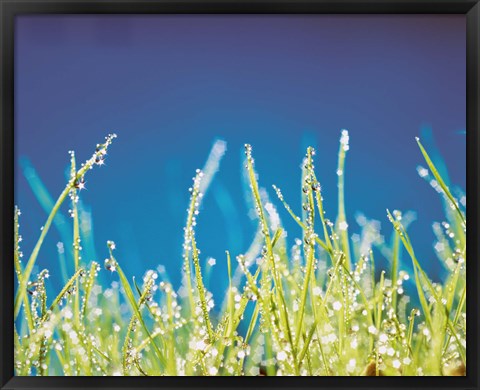 Framed Water Droplets on Blades of Grass Print