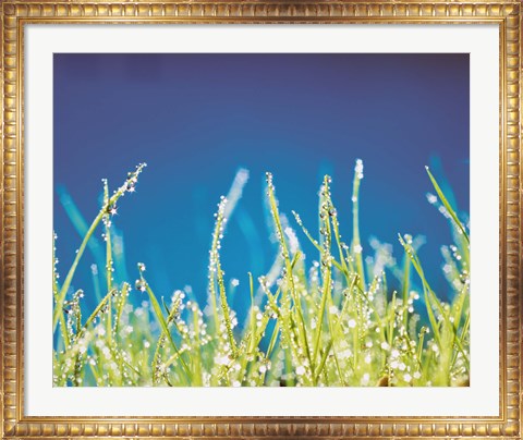 Framed Water Droplets on Blades of Grass Print
