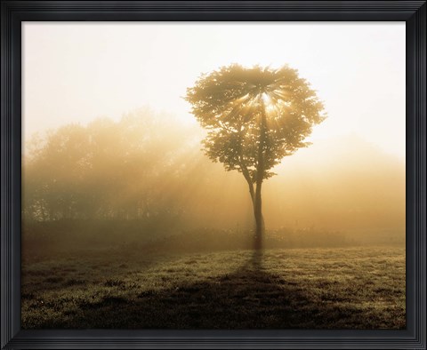 Framed Tree in Early Morning Mist Print