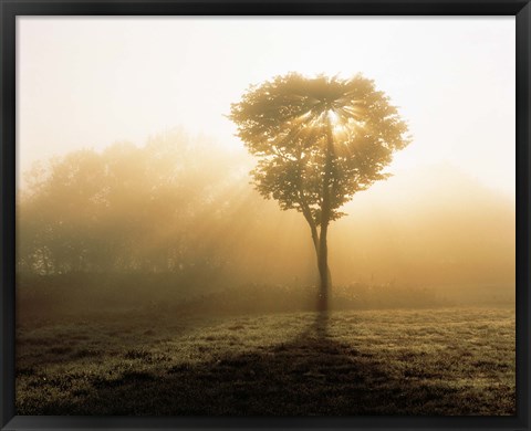 Framed Tree in Early Morning Mist Print