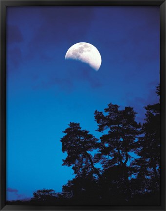 Framed Half-Moon over Trees in Dark Print