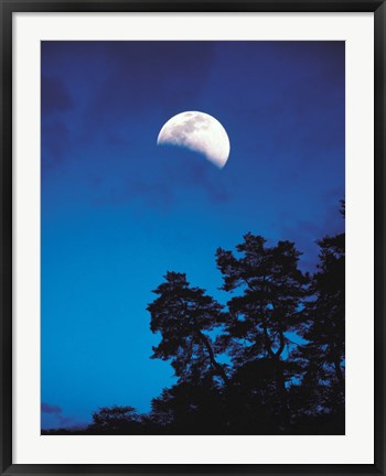 Framed Half-Moon over Trees in Dark Print