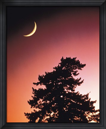 Framed Crescent Moon over Trees in Front Of Dark Red Sky Print