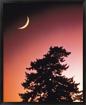 Framed Crescent Moon over Trees in Front Of Dark Red Sky Print