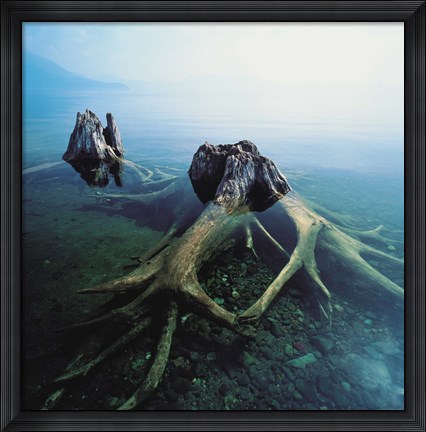Framed Old Tree Trunks Underwater Print