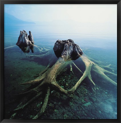 Framed Old Tree Trunks Underwater Print