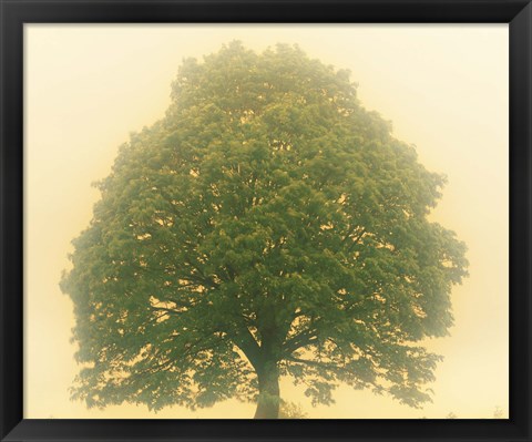 Framed Big Tree In Early Morning Mist Print