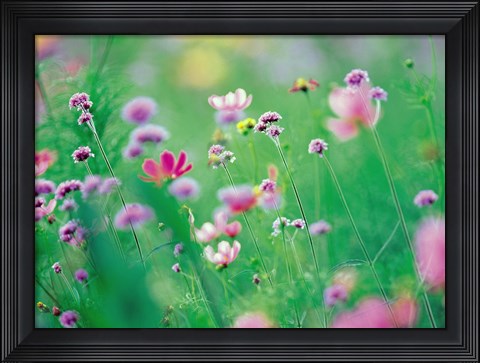 Framed Wildflowers in Bloom Print