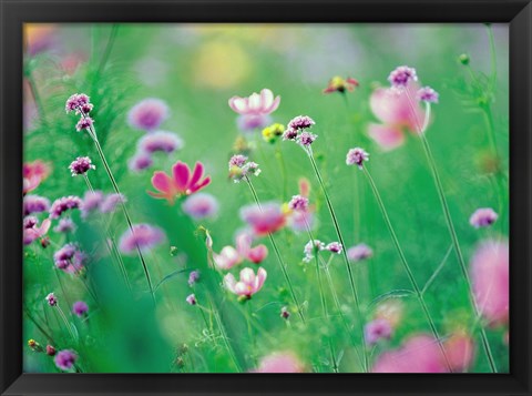 Framed Wildflowers in Bloom Print