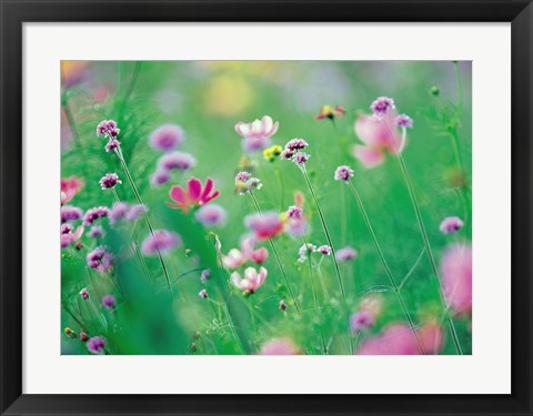 Framed Wildflowers in Bloom Print