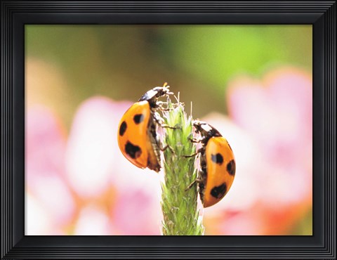 Framed Close Up Of Two Ladybugs Print