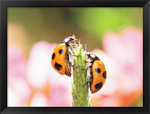 Framed Close Up Of Two Ladybugs Print