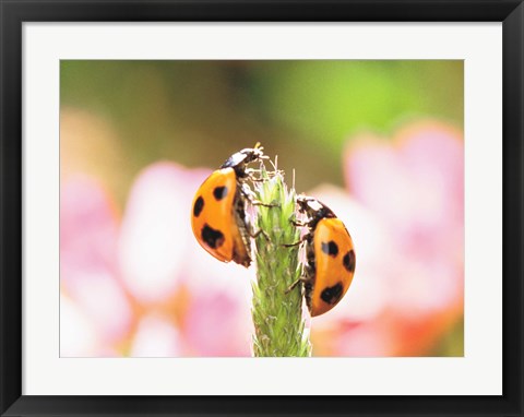 Framed Close Up Of Two Ladybugs Print