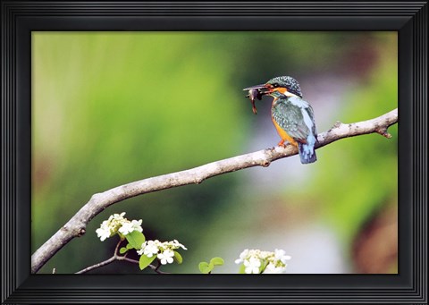 Framed Kingfisher Holding Fish in Beak Perched On a Branch Print