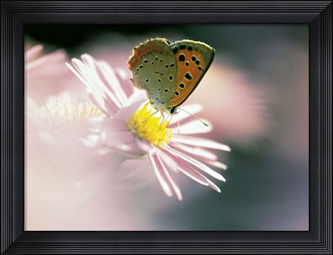Framed Close Up Of Butterfly on Flower on Purple Lavender Print