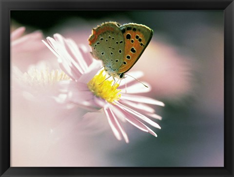 Framed Close Up Of Butterfly on Flower on Purple Lavender Print