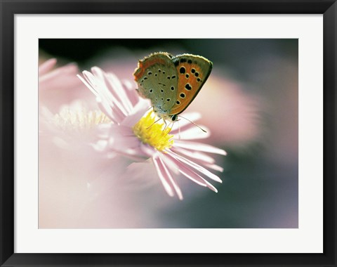 Framed Close Up Of Butterfly on Flower on Purple Lavender Print
