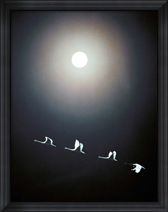 Framed Cranes Flying Across the Moon Print
