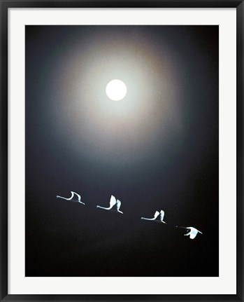 Framed Cranes Flying Across the Moon Print