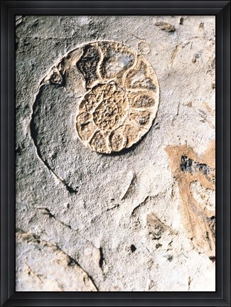 Framed Shell Impact Print