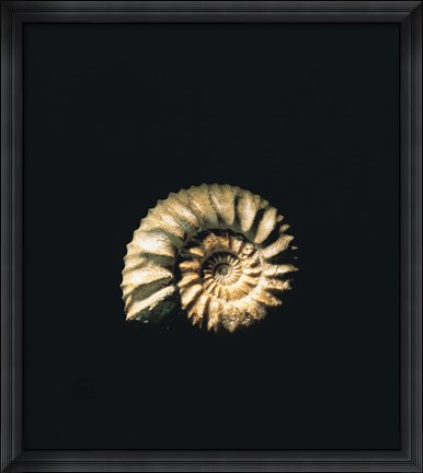 Framed Shell on Black Background Print