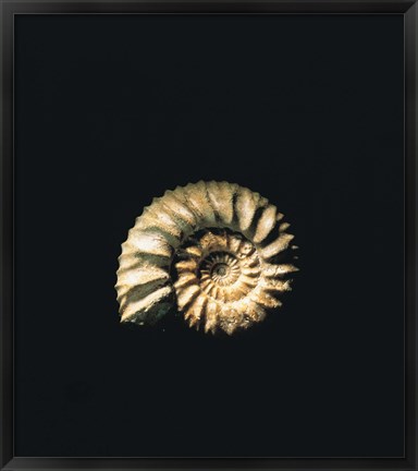 Framed Shell on Black Background Print