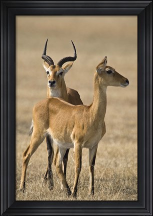 Framed Pair of Ugandan kobs (Kobus kob thomasi) mating behavior sequence, Queen Elizabeth National Park, Uganda Print
