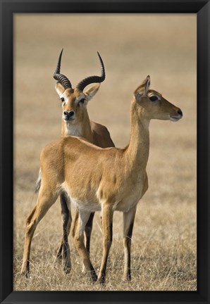 Framed Pair of Ugandan kobs (Kobus kob thomasi) mating behavior sequence, Queen Elizabeth National Park, Uganda Print