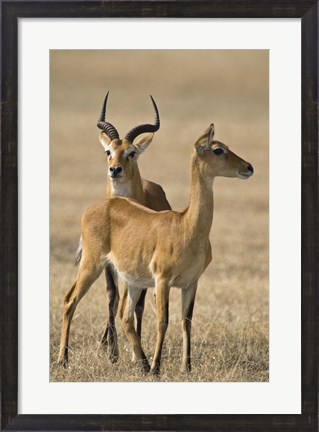 Framed Pair of Ugandan kobs (Kobus kob thomasi) mating behavior sequence, Queen Elizabeth National Park, Uganda Print