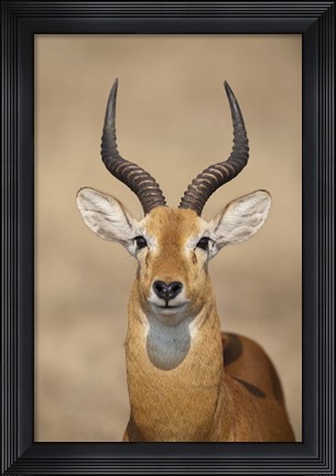Framed Close-up of a Ugandan kob (Kobus kob thomasi), Queen Elizabeth National Park, Uganda Print