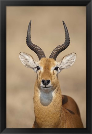 Framed Close-up of a Ugandan kob (Kobus kob thomasi), Queen Elizabeth National Park, Uganda Print