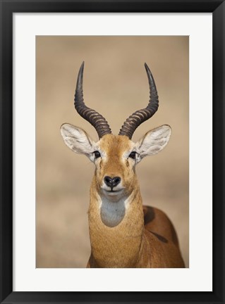 Framed Close-up of a Ugandan kob (Kobus kob thomasi), Queen Elizabeth National Park, Uganda Print