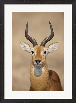 Framed Close-up of a Ugandan kob (Kobus kob thomasi), Queen Elizabeth National Park, Uganda Print