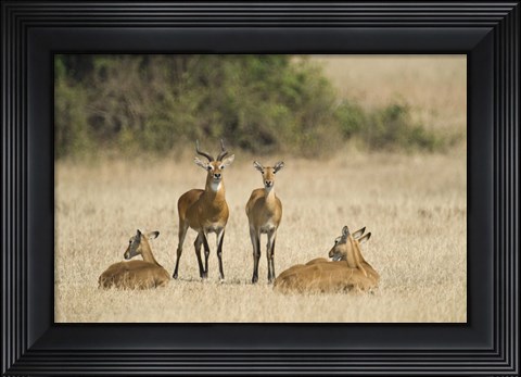 Framed Ugandan kobs (Kobus kob thomasi) mating behavior sequence, Queen Elizabeth National Park, Uganda Print
